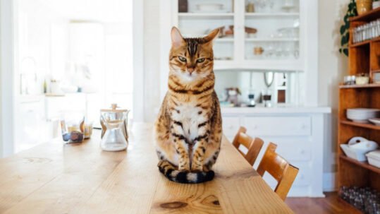 kat_op_tafel_repair_professionals