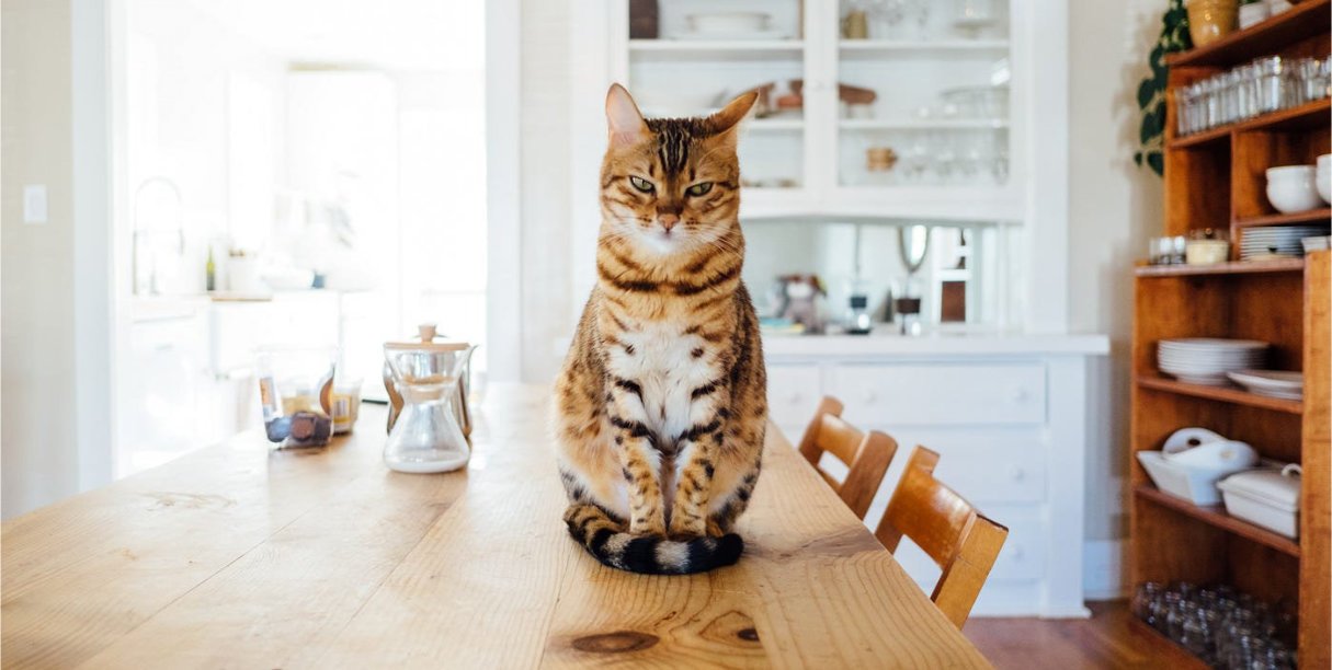 kat_op_tafel_repair_professionals